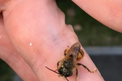 pszczółka-murarka